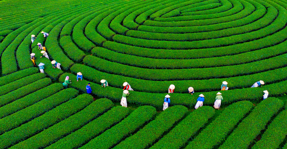 Vietnam welcomed nearly 2.5 million international tourists in January – A new milestone for the Tourism Industry in 2026!